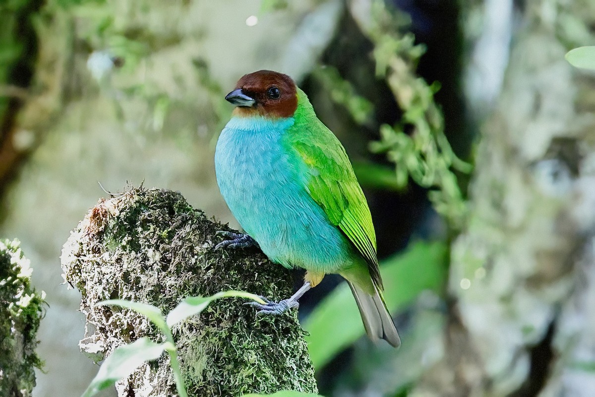 Bay-headed Tanager - ML647768755