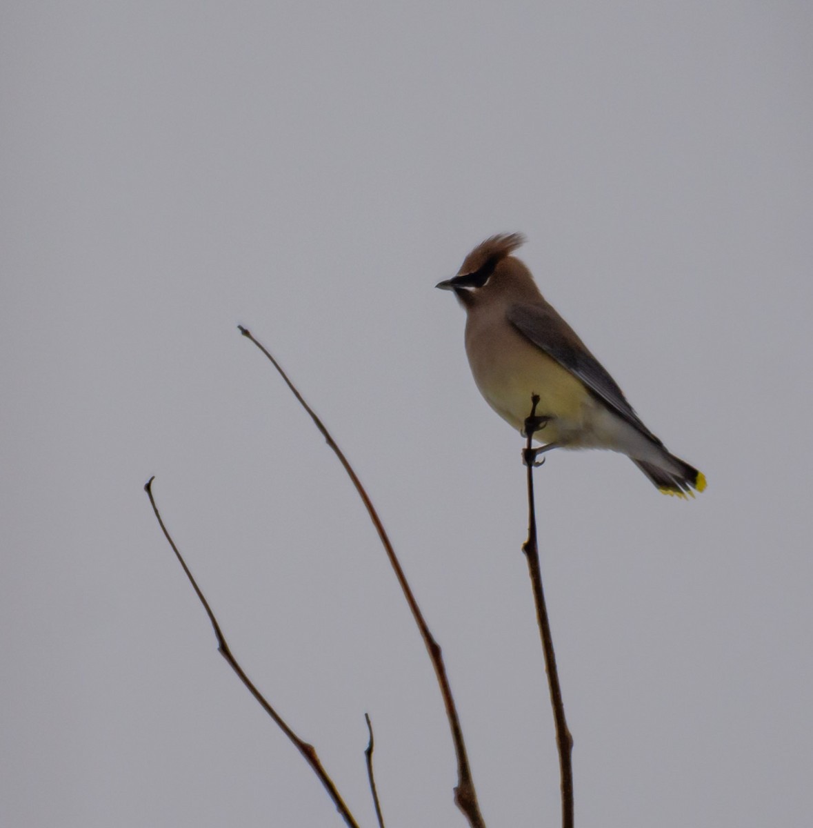 Cedar Waxwing - ML647768773