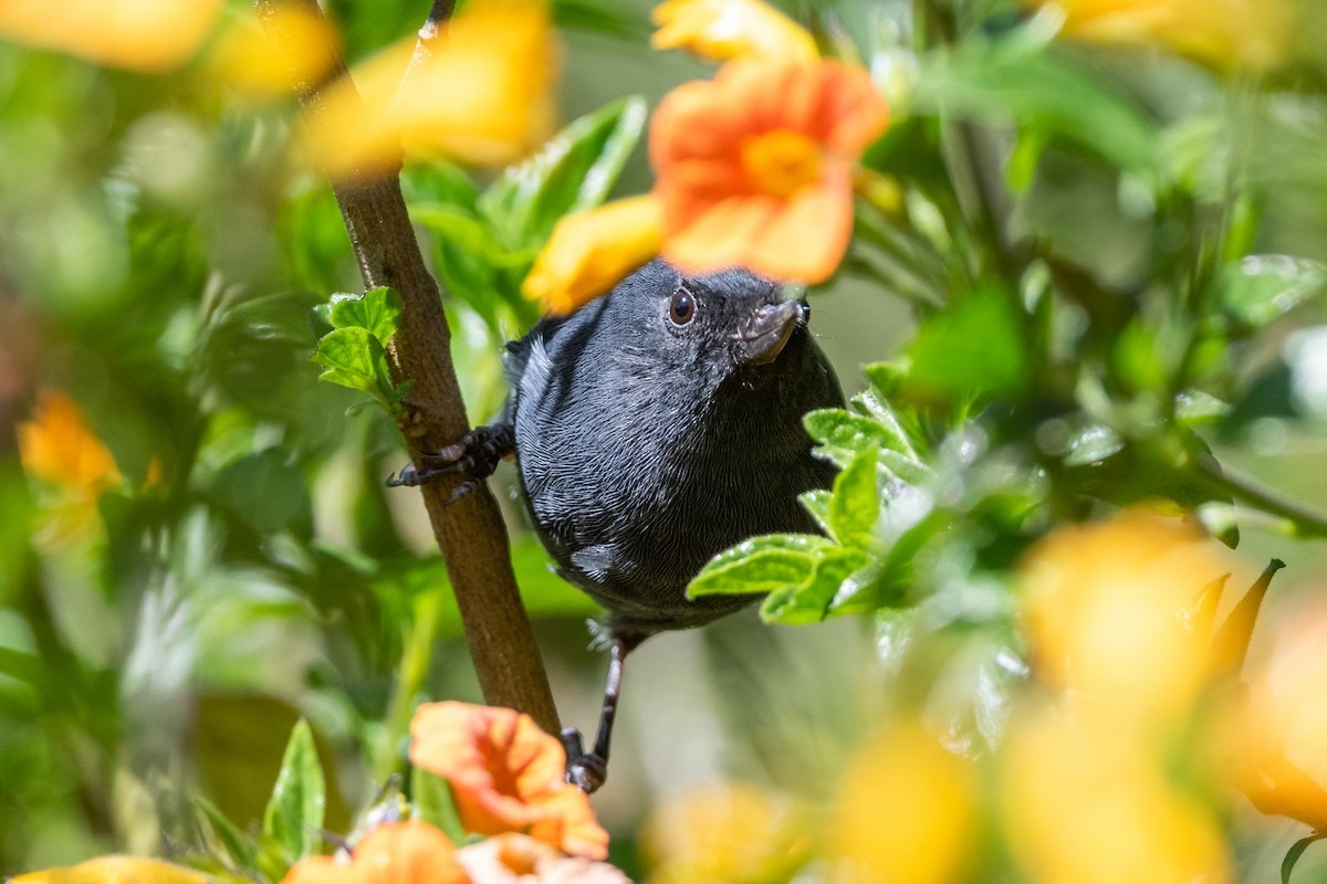 White-sided Flowerpiercer - ML647768783