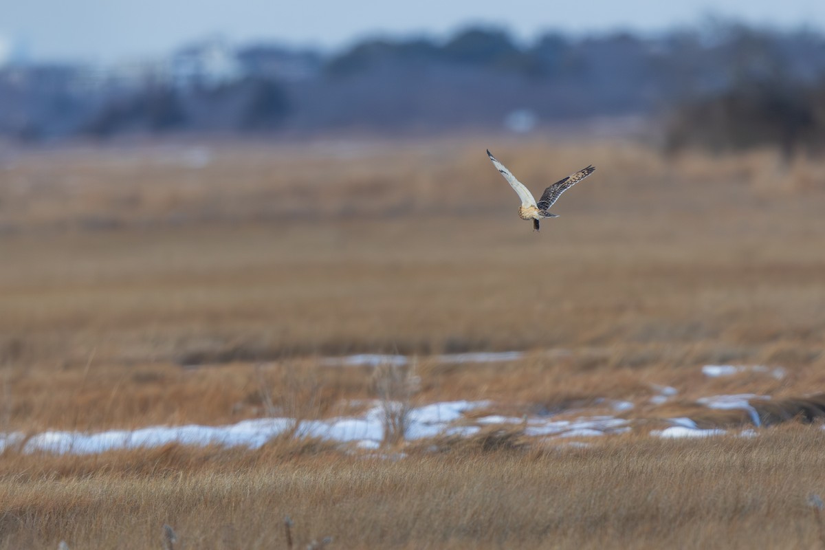 Gufo di palude - ML647768799