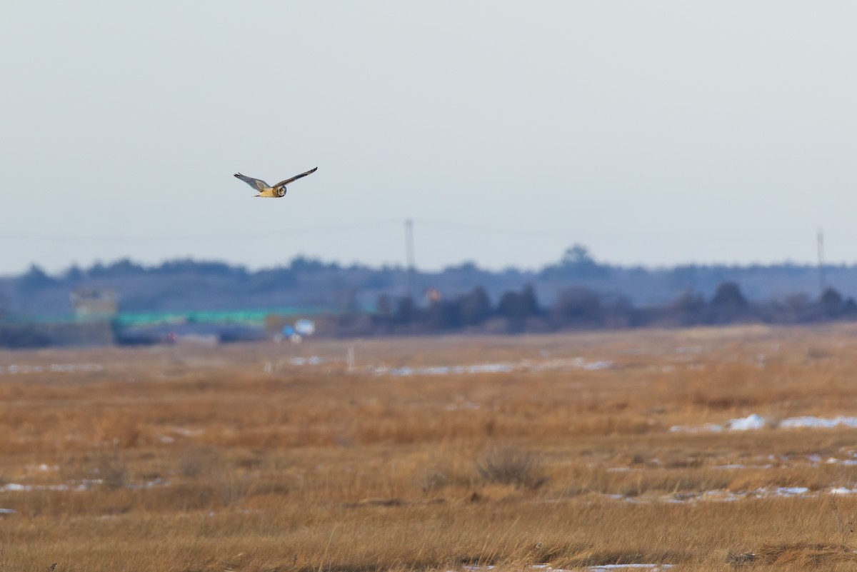 Gufo di palude - ML647768800