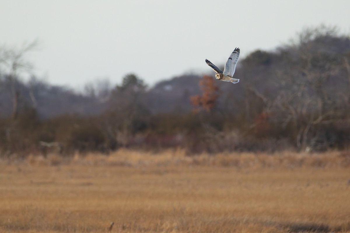 Gufo di palude - ML647768801