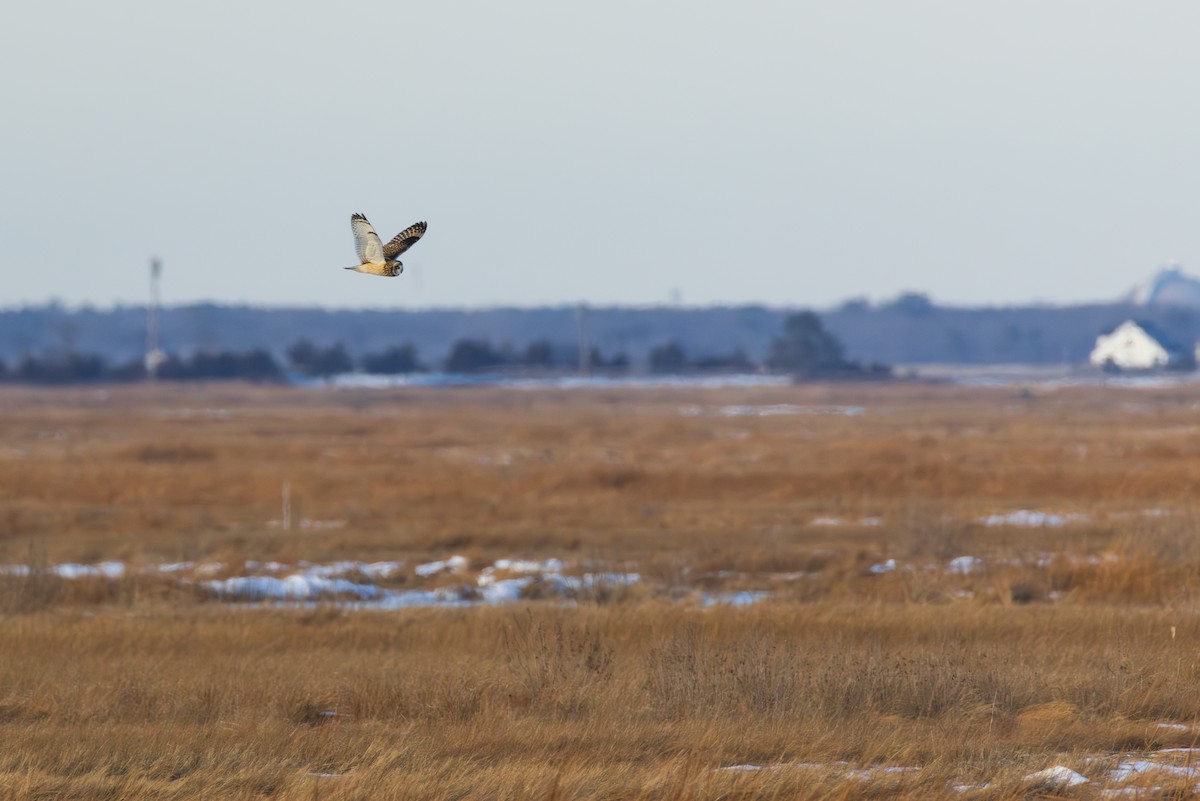 Gufo di palude - ML647768802