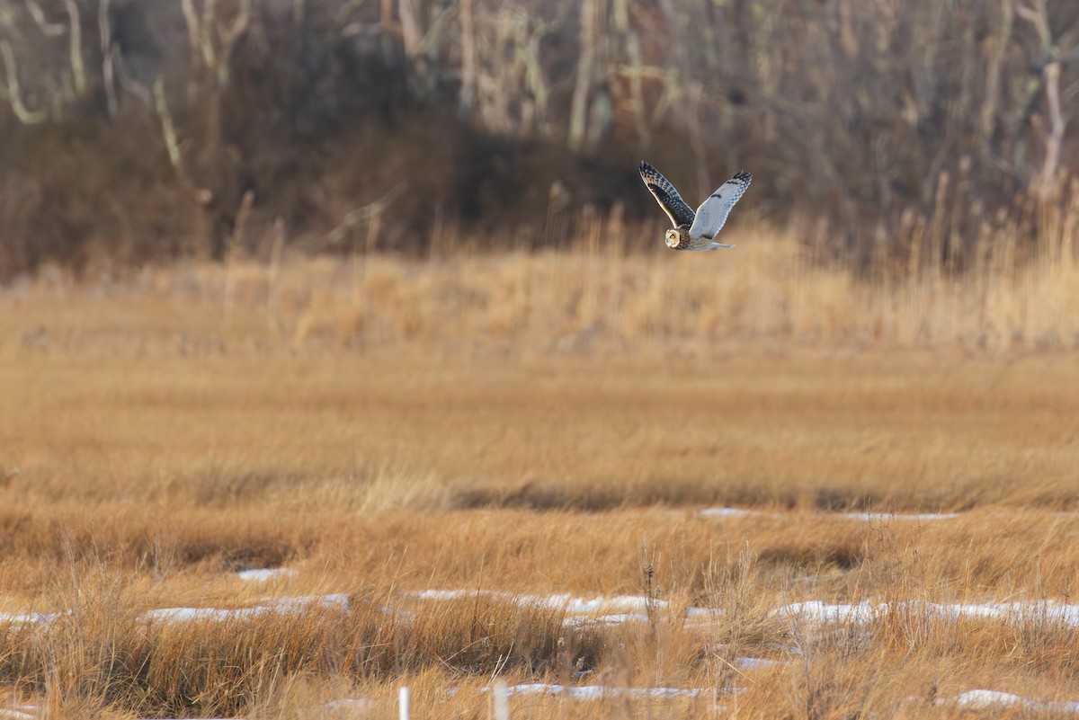 Gufo di palude - ML647768803