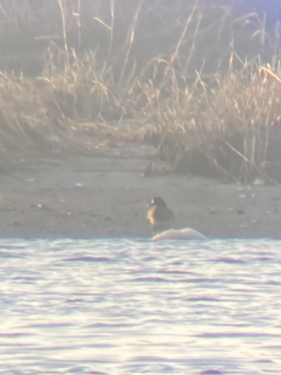 Морская чернеть - ML647768807