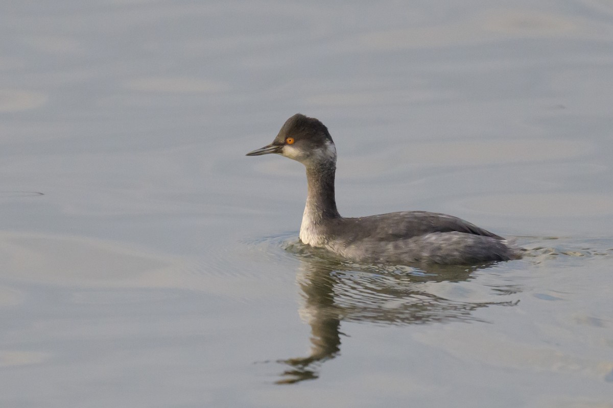 Eared Grebe - ML647768815