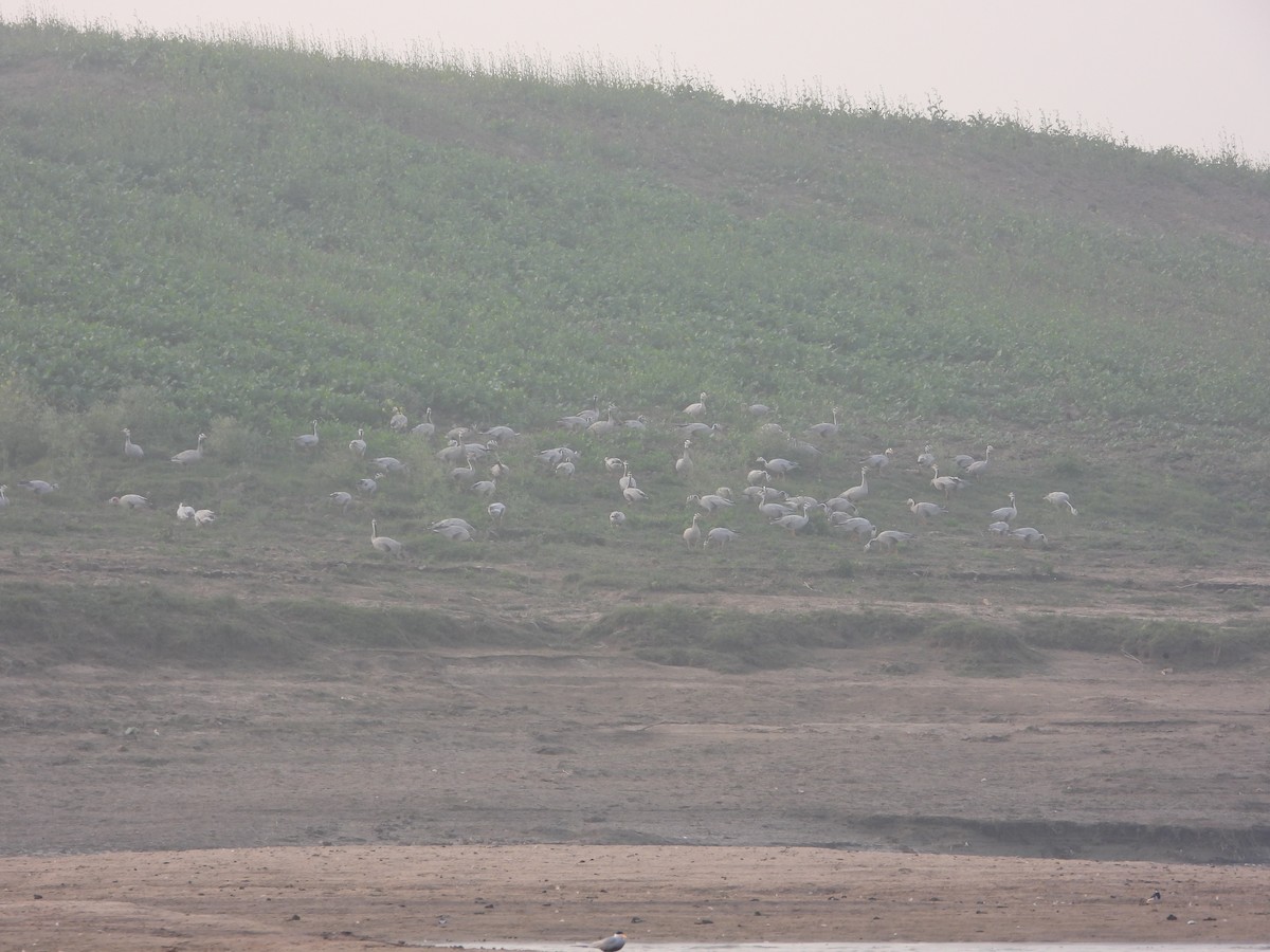 Bar-headed Goose - ML647768829