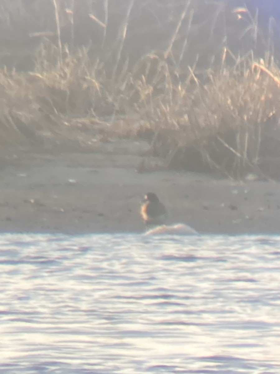 Морская чернеть - ML647768856