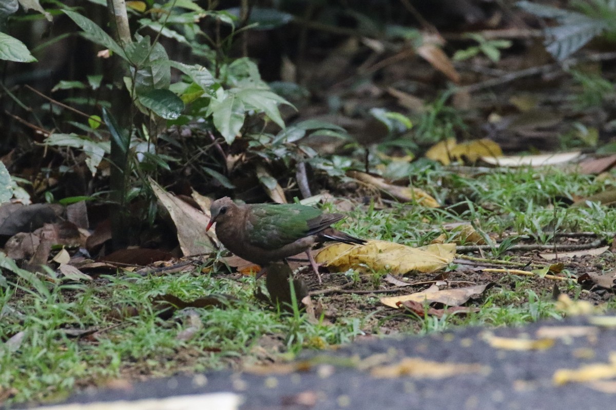 Colombine turvert - ML647768858