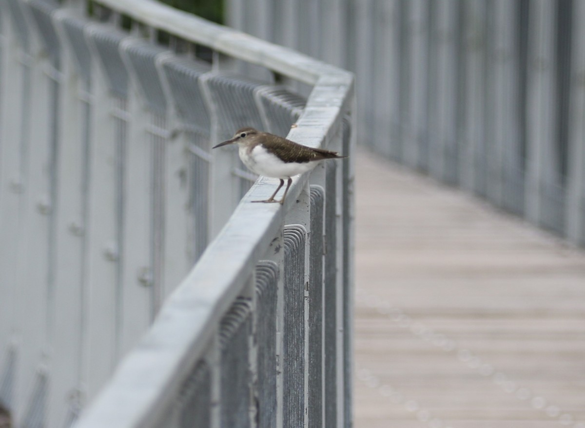 Chevalier guignette - ML647768867