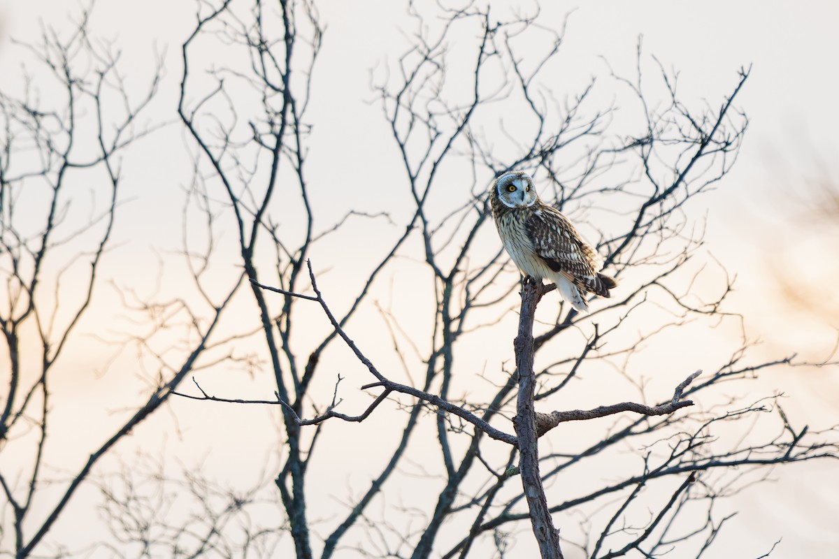 Gufo di palude - ML647768876