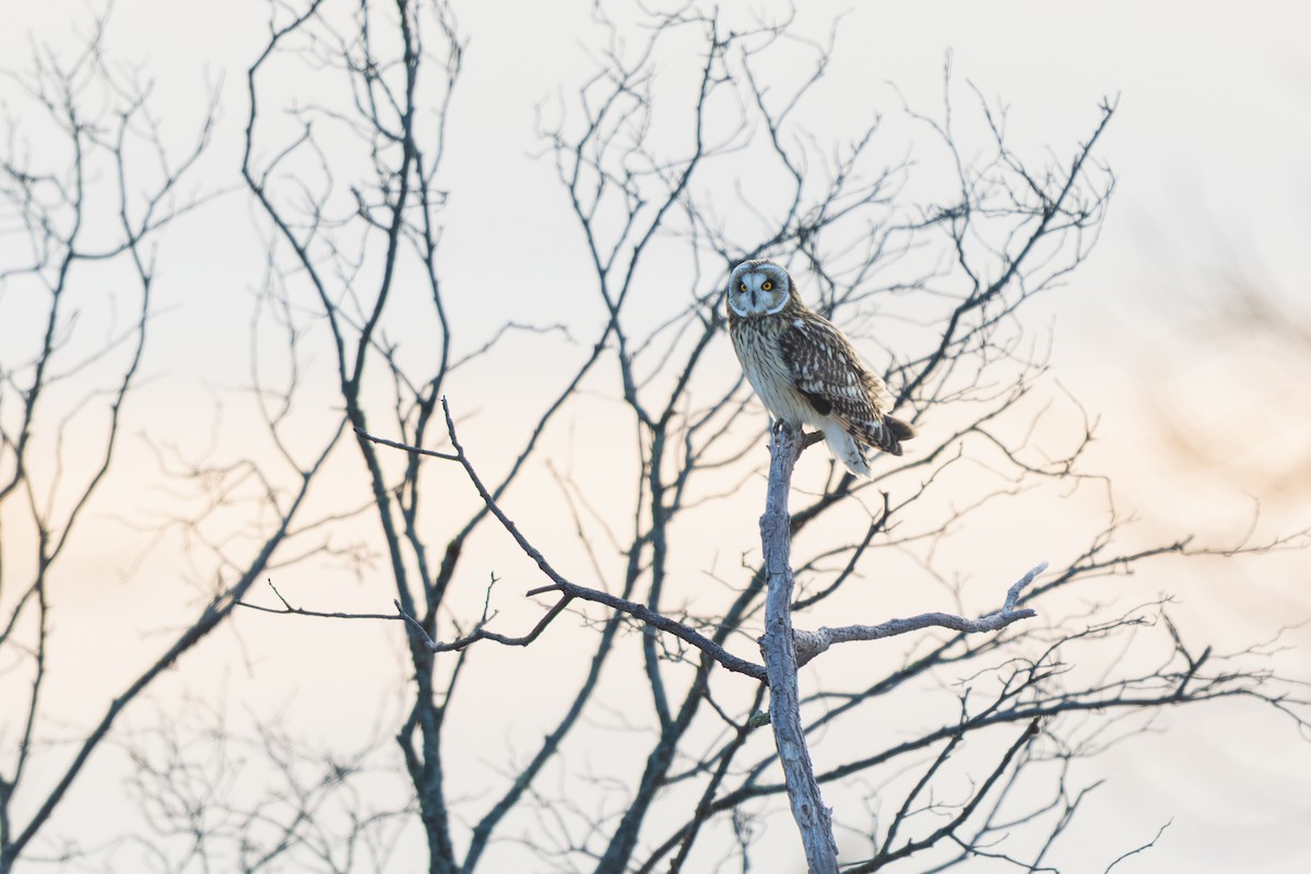 Gufo di palude - ML647768877