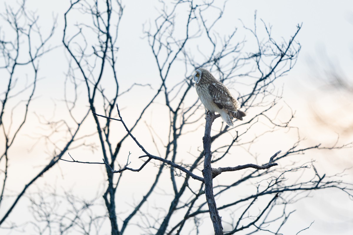 Gufo di palude - ML647768878