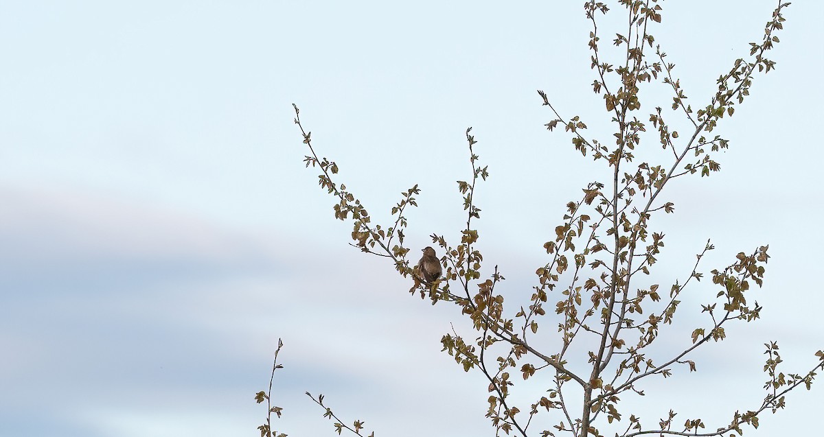ורדית אירופית - ML647768880