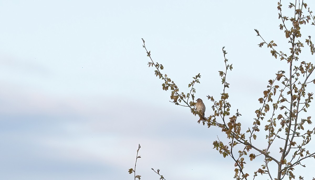 ורדית אירופית - ML647768881