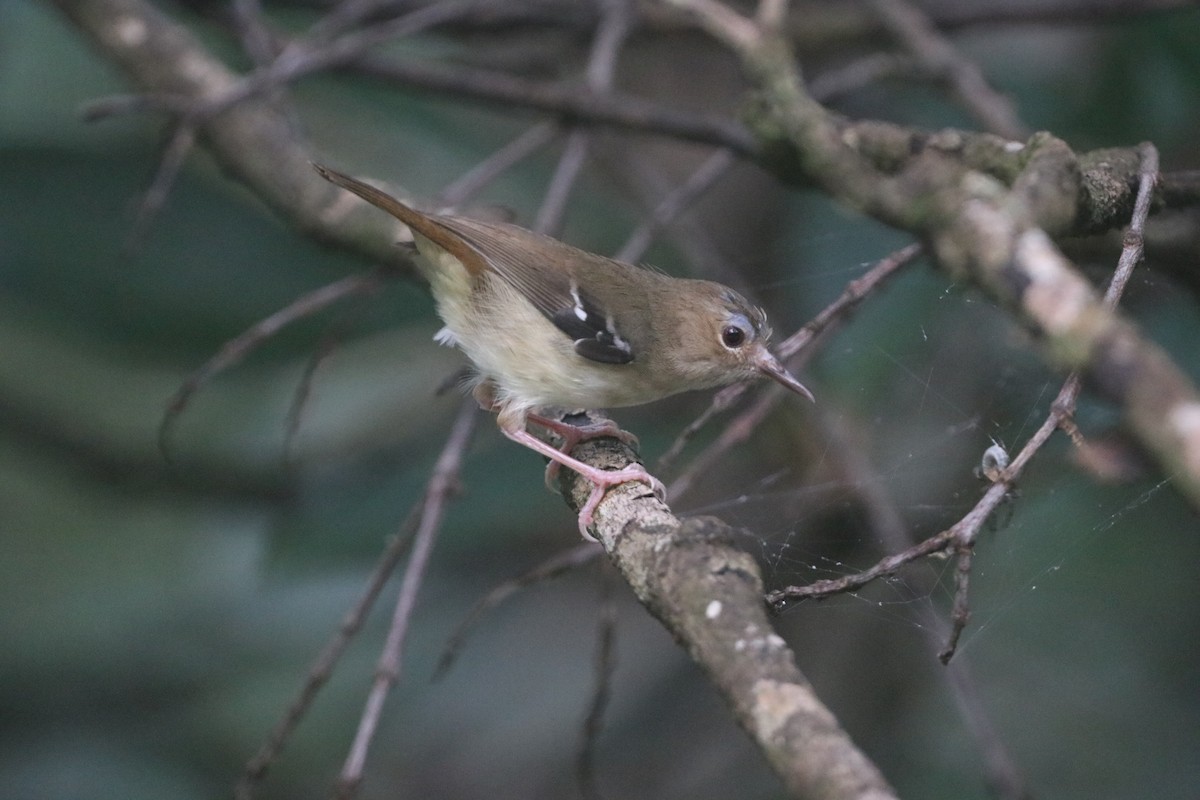 Tropical Scrubwren - ML647768899