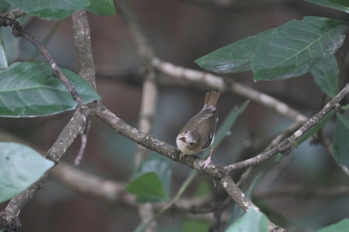 Tropical Scrubwren - ML647768900