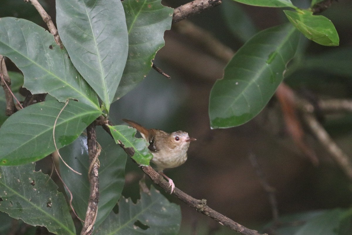 Tropical Scrubwren - ML647768901