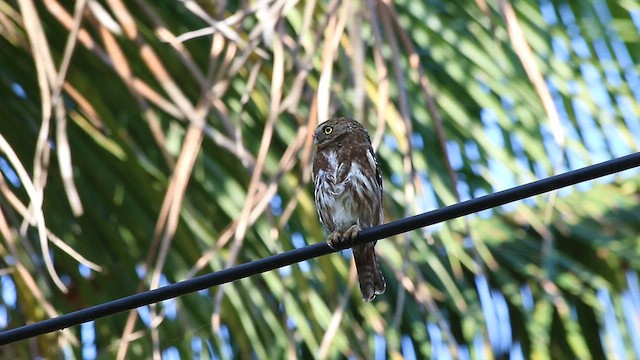 Ferruginous Pygmy-Owl - ML647768928