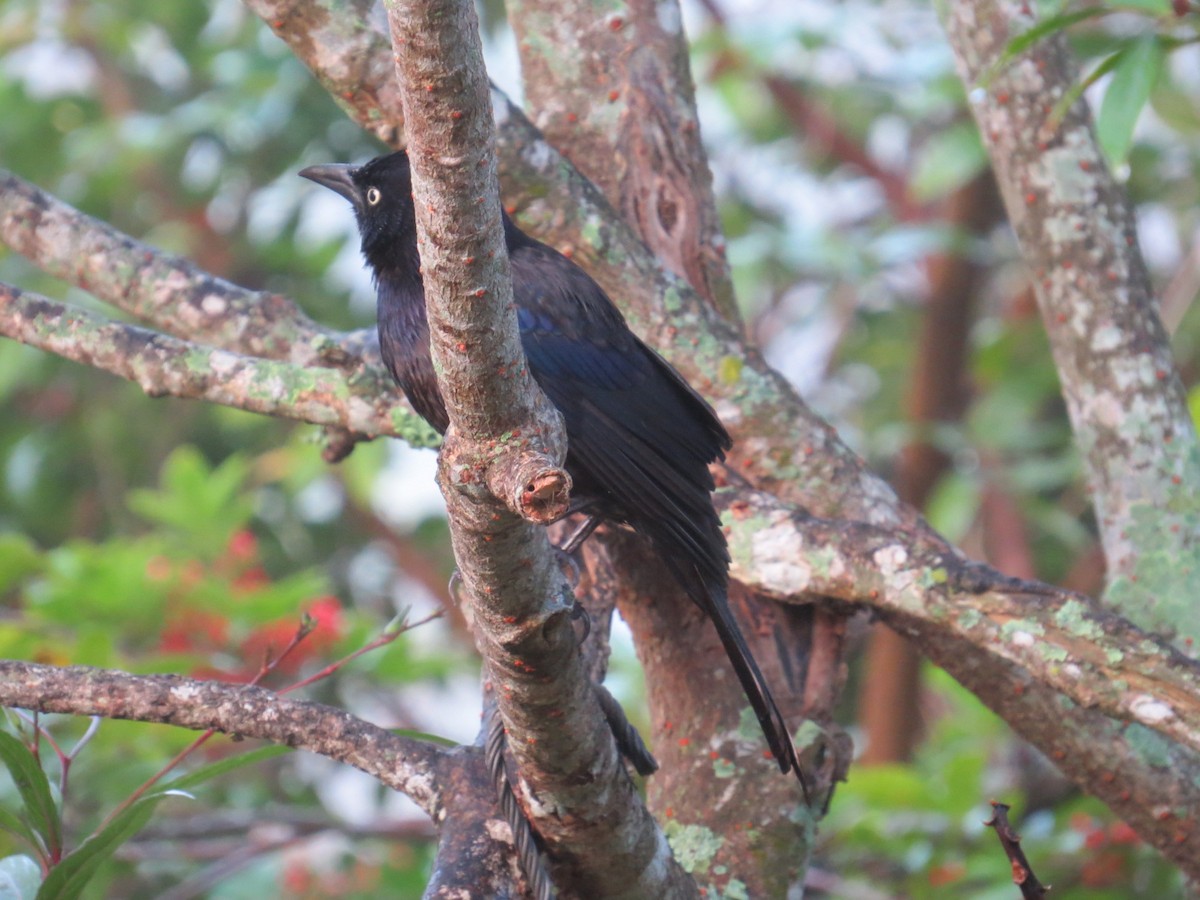 Common Grackle - ML647768943