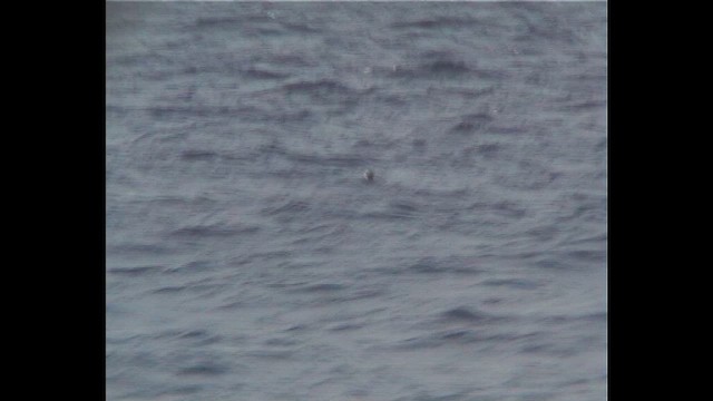 Чернохвостый буревестник - ML647768961