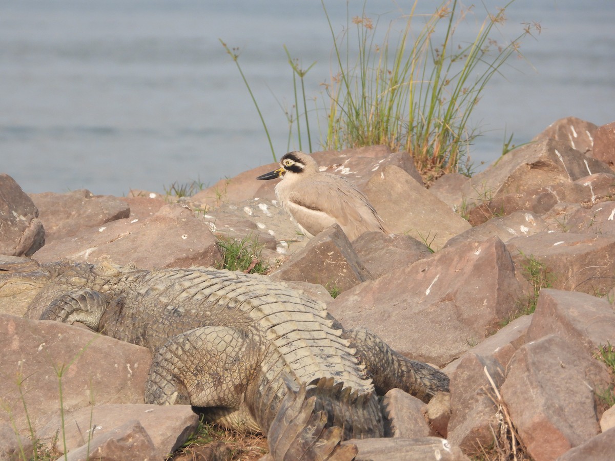 Great Thick-knee - ML647768970
