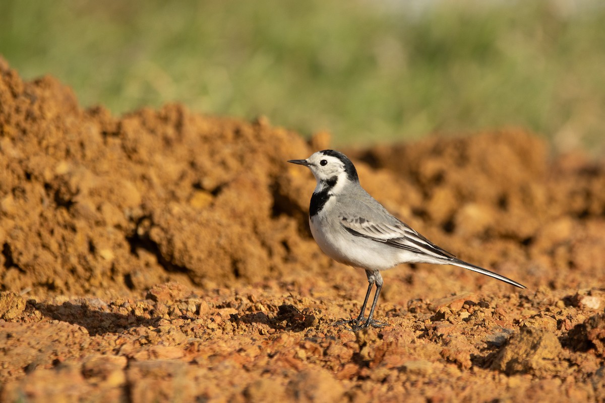 Lavandera Blanca - ML647768972