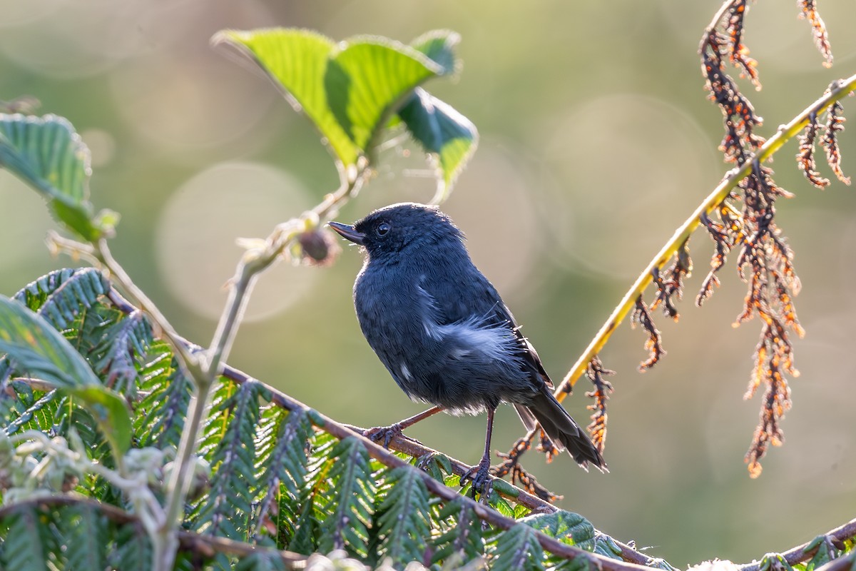 White-sided Flowerpiercer - ML647769005