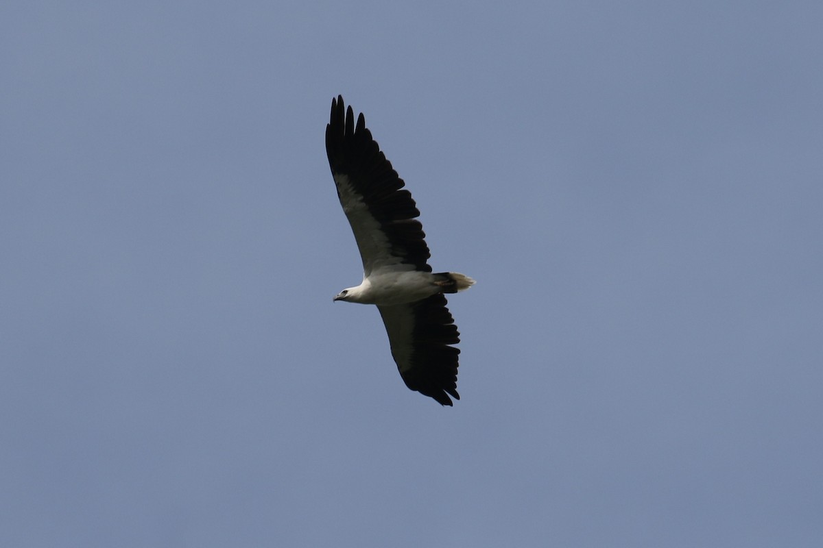 Pygargue blagre - ML647769006