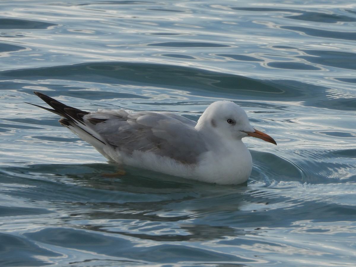 Морской голубок - ML647769009