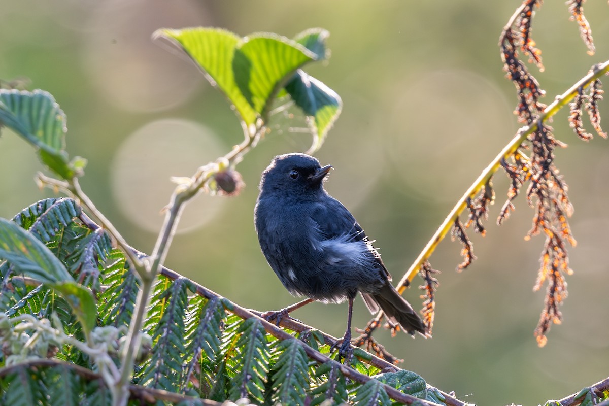White-sided Flowerpiercer - ML647769010