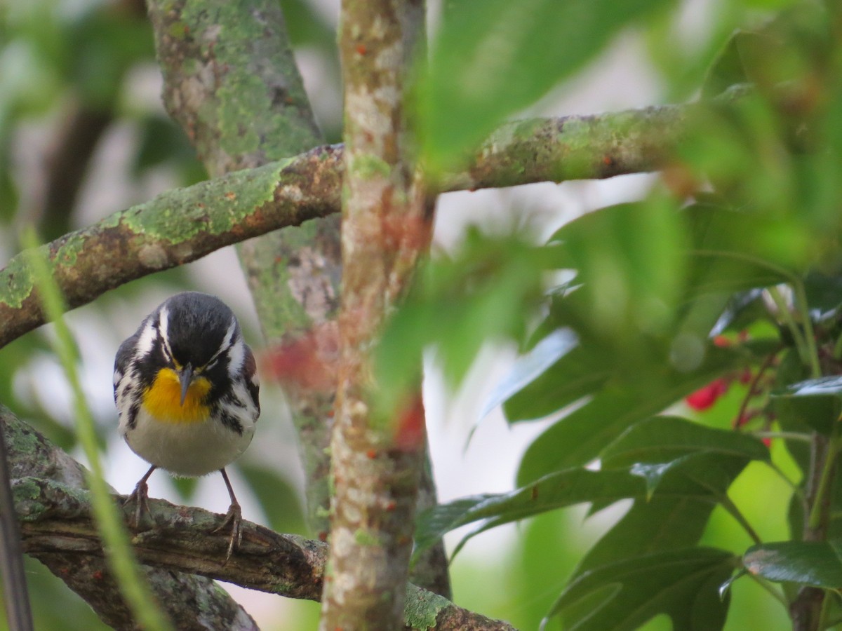 Paruline à gorge jaune - ML647769015