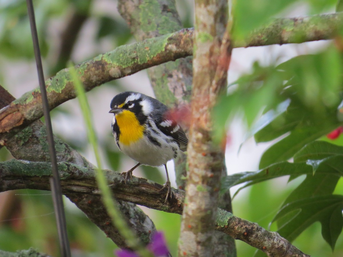 Paruline à gorge jaune - ML647769016