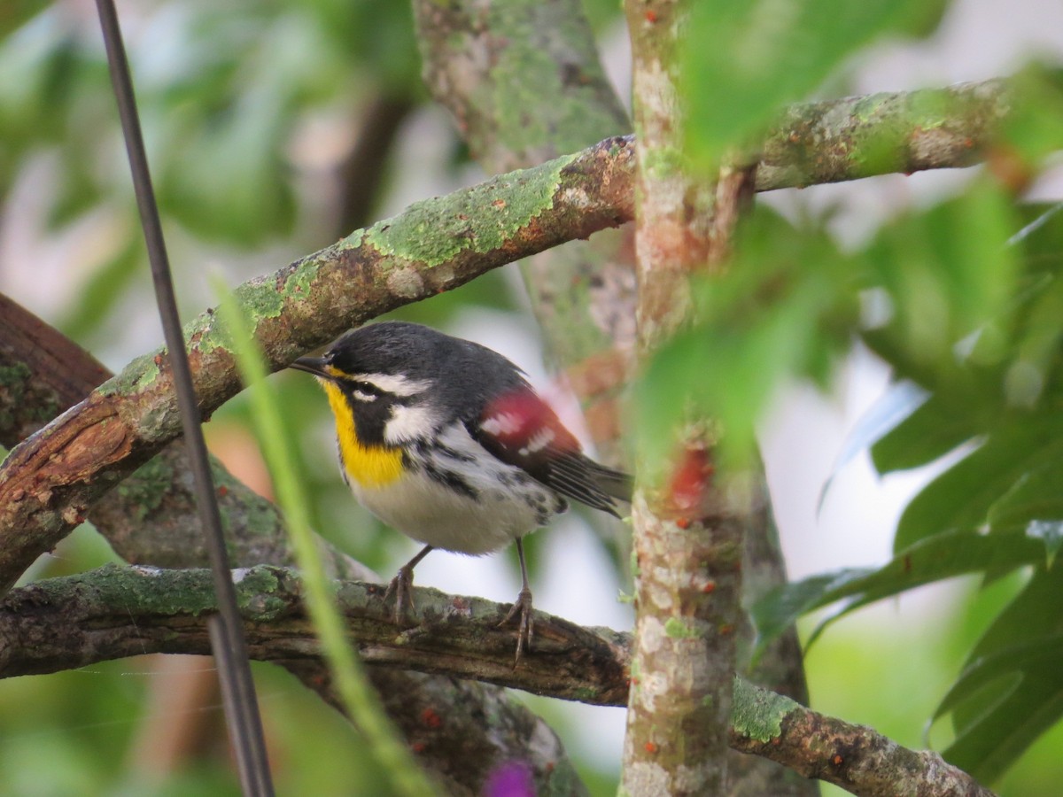 Paruline à gorge jaune - ML647769017