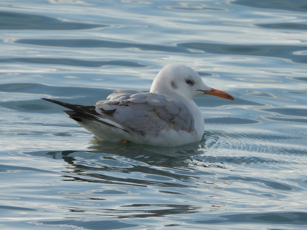 Морской голубок - ML647769024