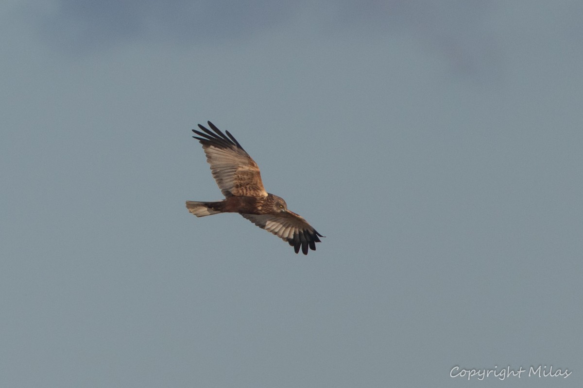 Western Marsh Harrier - ML647769044