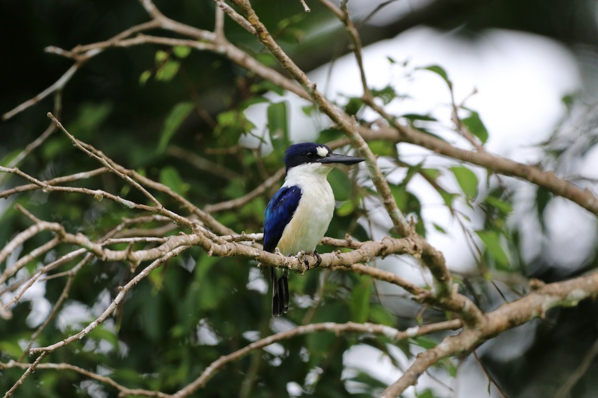 Forest Kingfisher - ML647769108