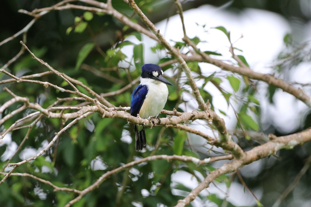 Forest Kingfisher - ML647769109
