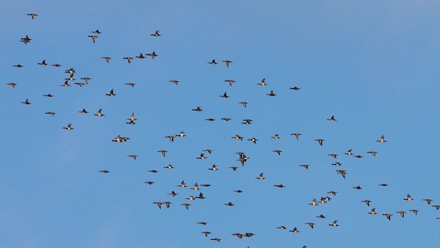 Американский нырок - ML647769119