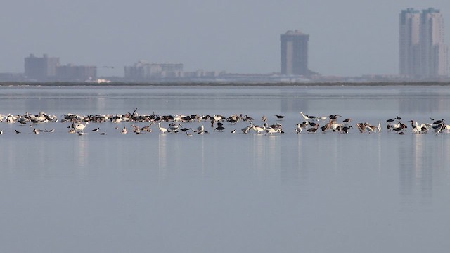 Рыжеватая цапля - ML647769159