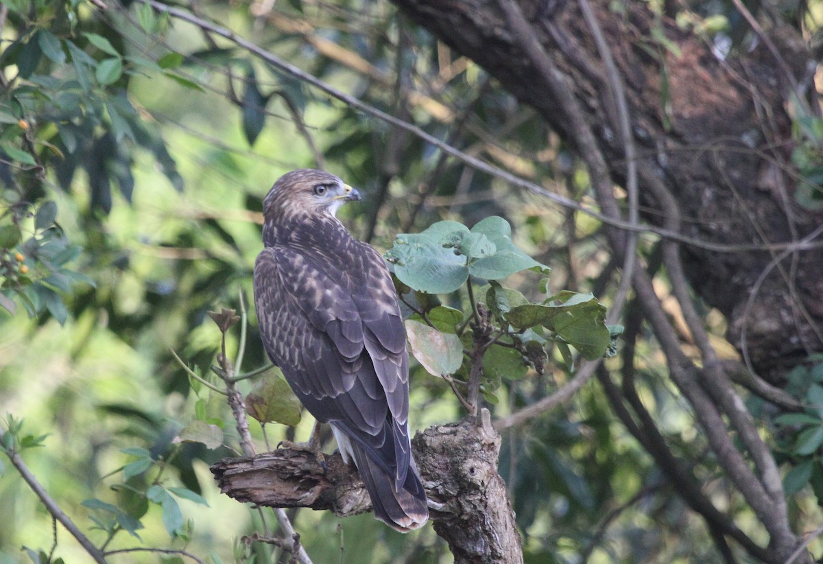 Buse variable - ML647769160
