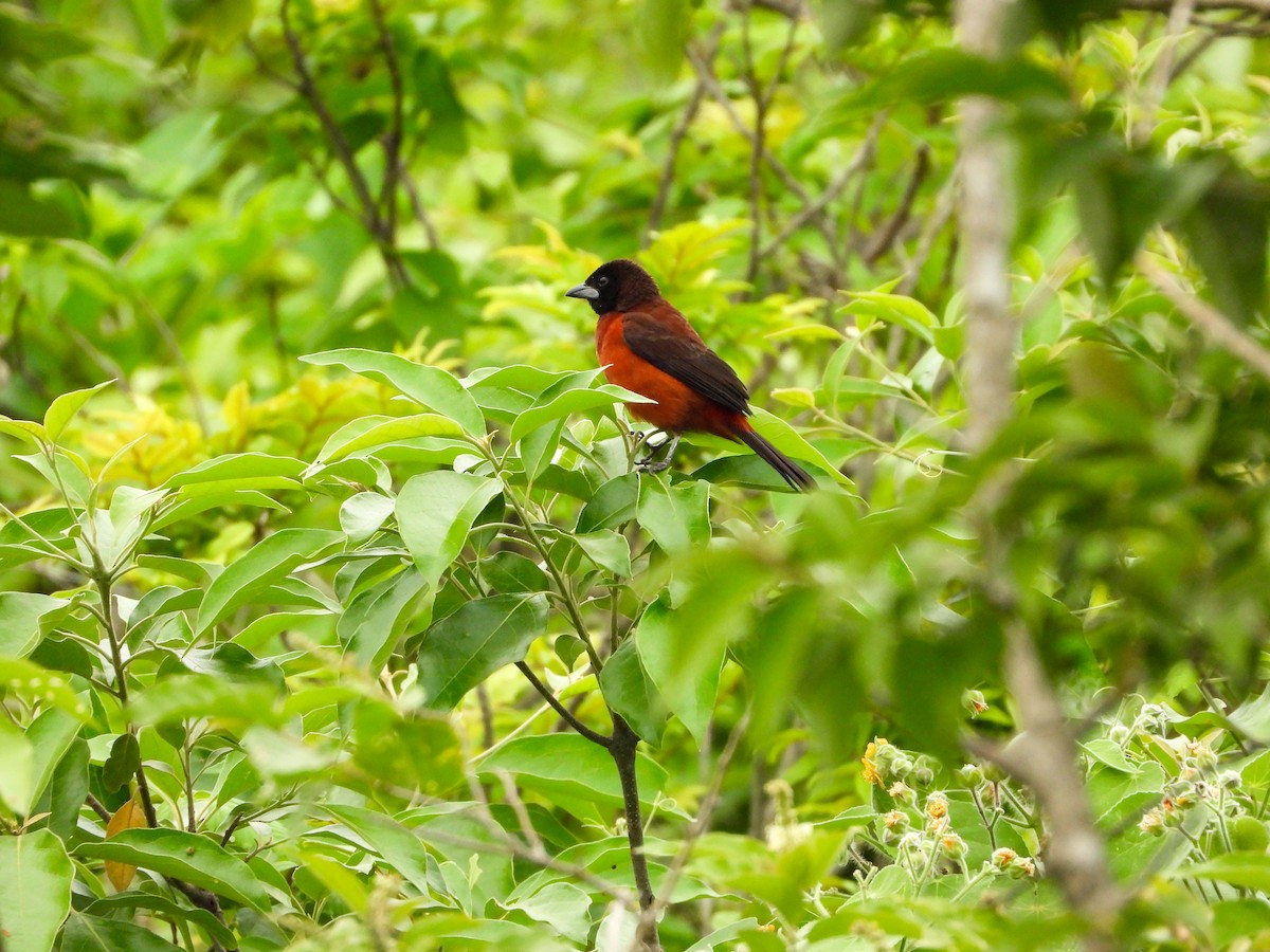 Crimson-backed Tanager - ML647769161