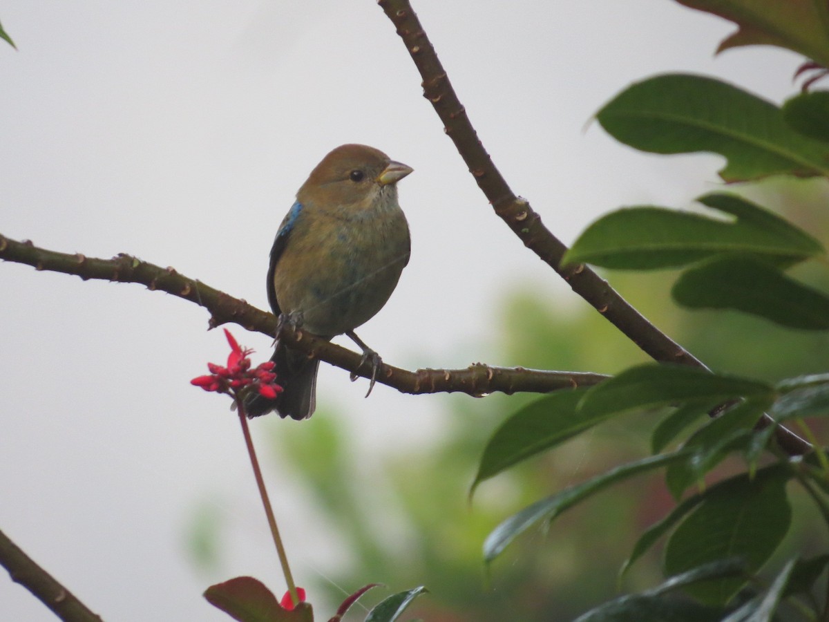 Indigo Bunting - ML647769164