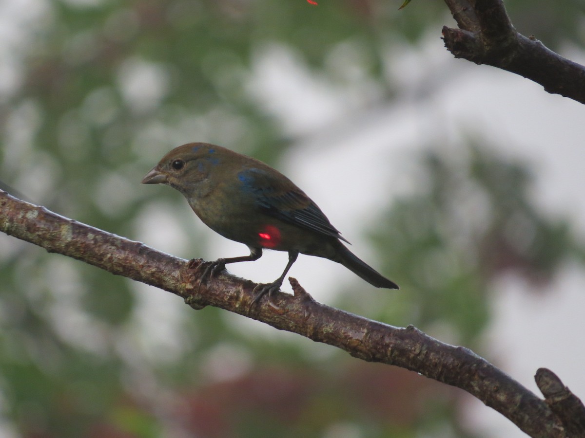 Indigo Bunting - ML647769165