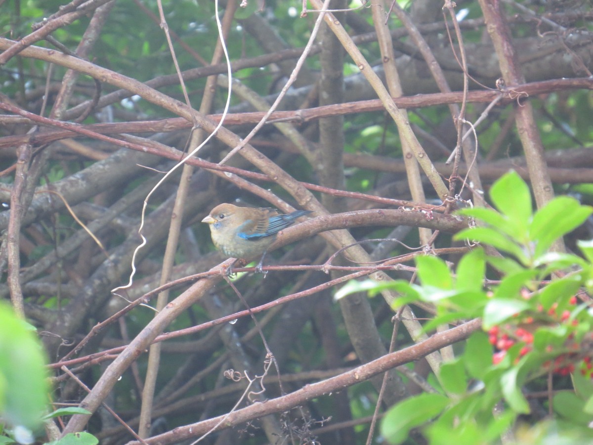 Indigo Bunting - ML647769166
