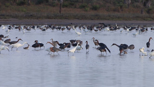 Рыжеватая цапля - ML647769167