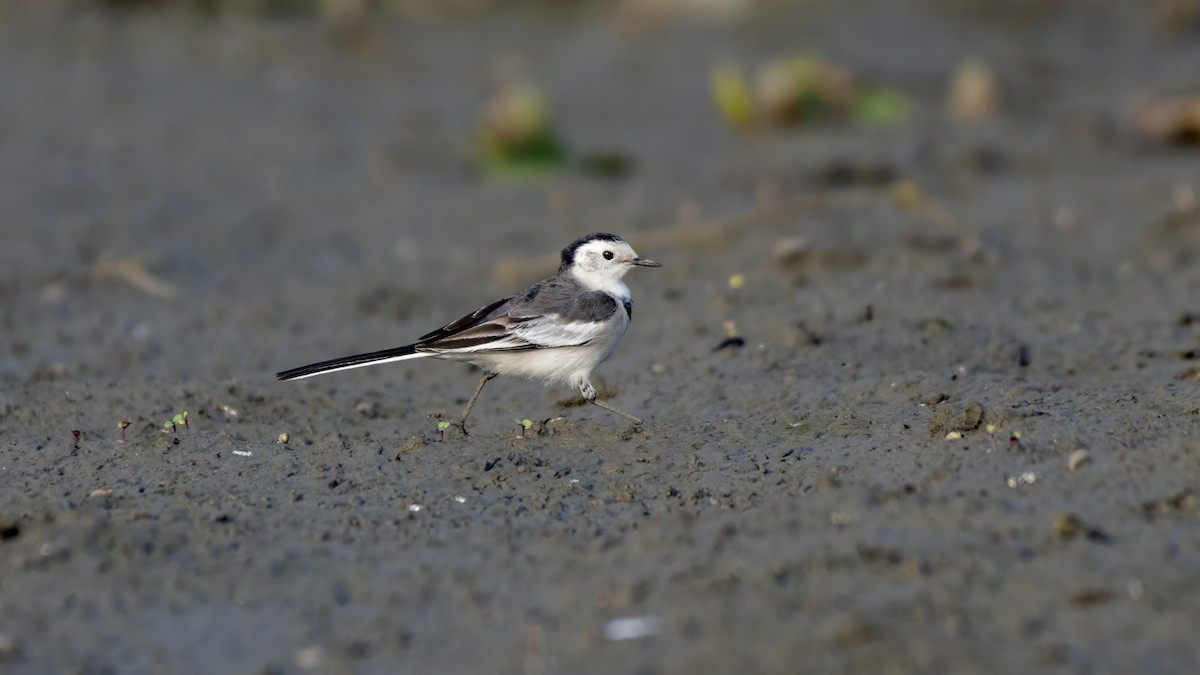 Lavandera Blanca - ML647769179