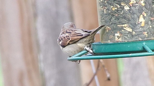 Домовый воробей - ML647769200