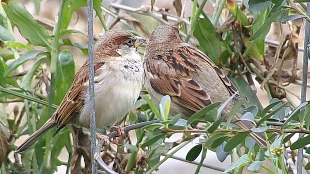 Домовый воробей - ML647769201