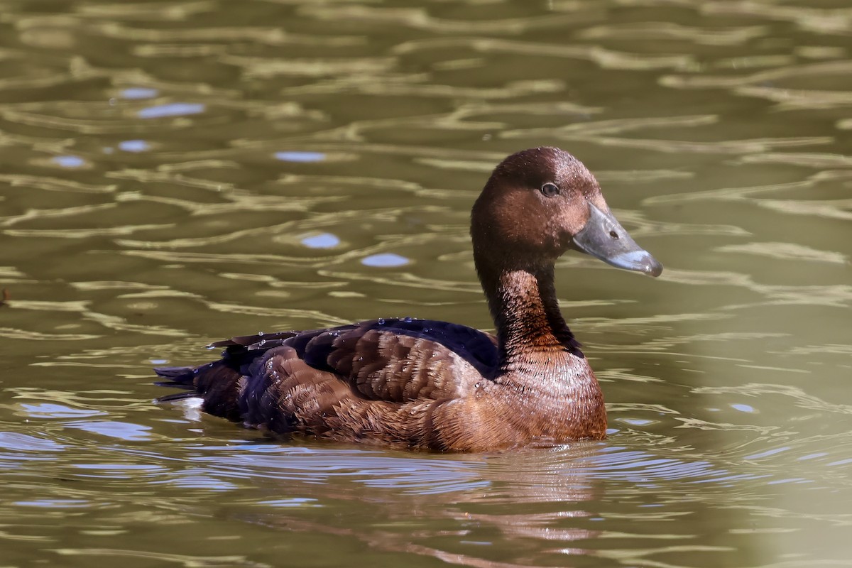 Hardhead - ML647769203